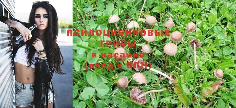 Псилоцибиновые грибы Psilocybine cubensis  цена   Ржев 